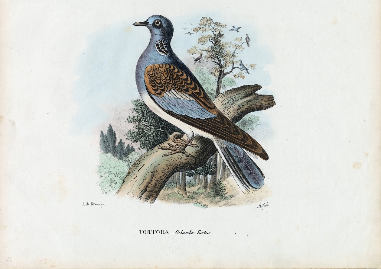 欧洲斑鸠，1863-79 作者 雷蒙多·彼得罗亚