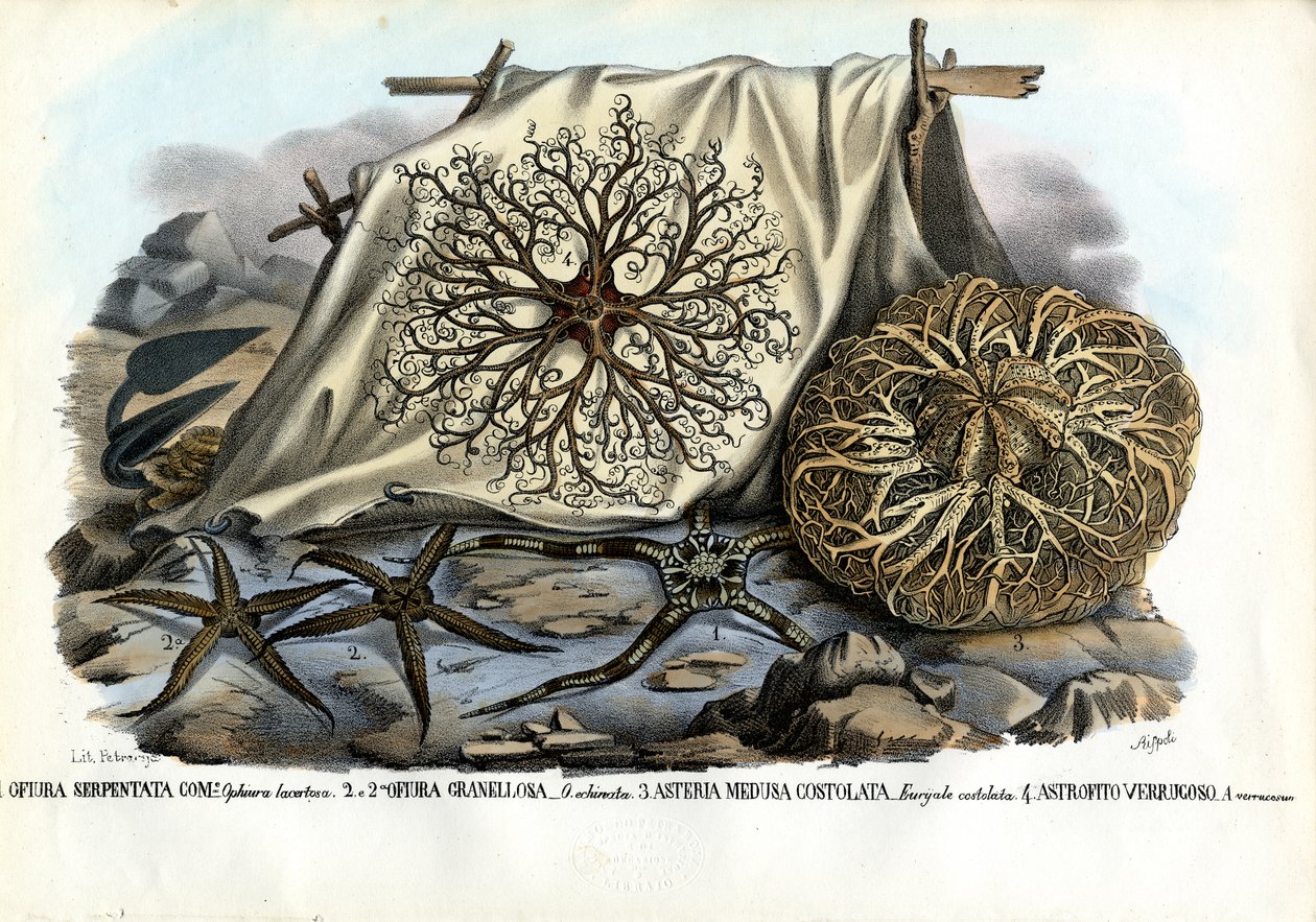Gorgon&39;S Head，1863-79 作者 雷蒙多·彼得罗亚