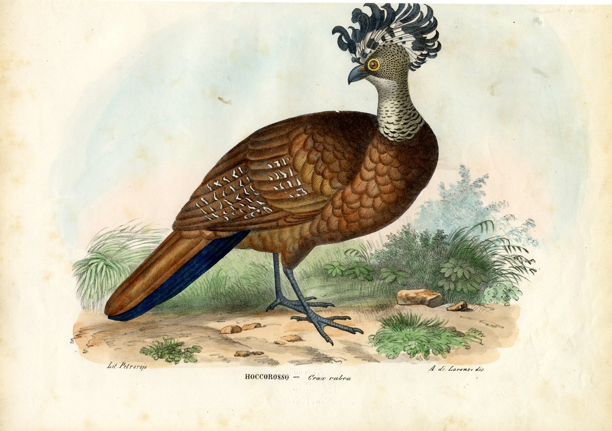 伟大的Curassow，1863-79 作者 雷蒙多·彼得罗亚