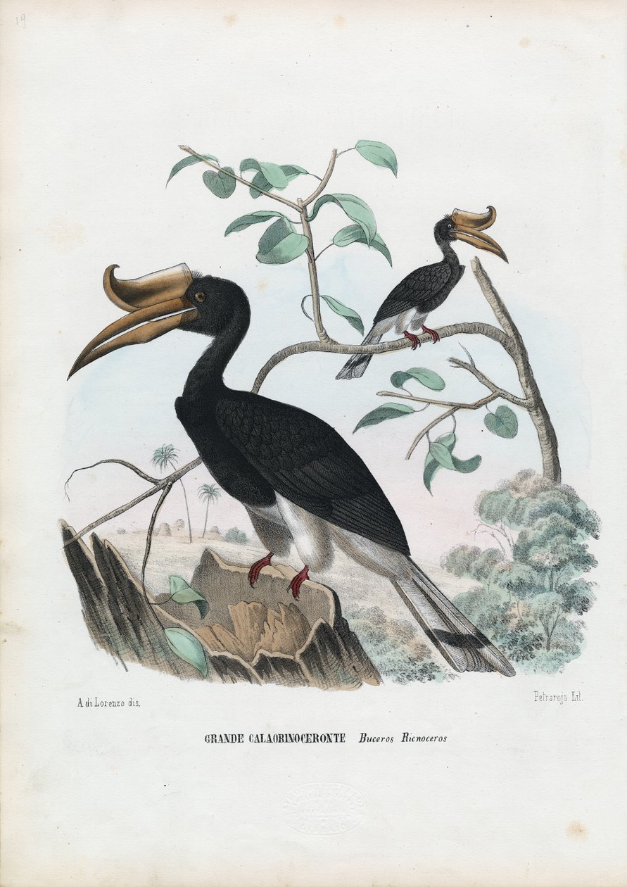 伟大的犀鸟，1863-79 作者 雷蒙多·彼得罗亚