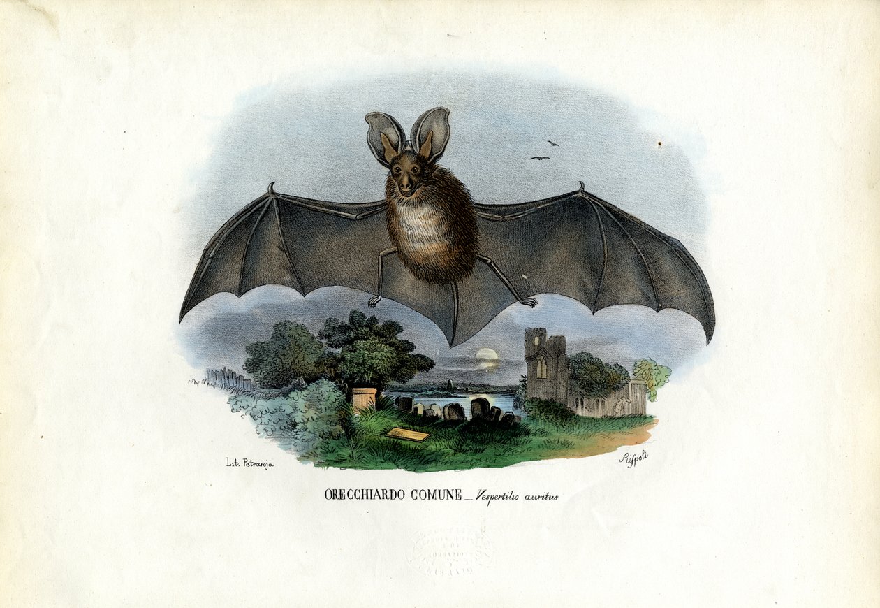 灰色长耳蝙蝠，1863-79 作者 雷蒙多·彼得罗亚