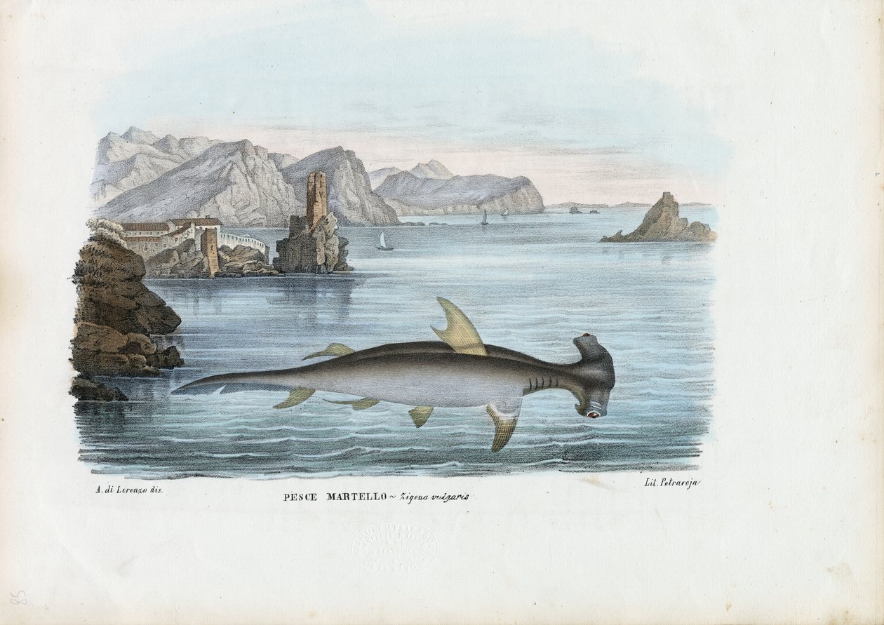 Hammerhead，1863-79 作者 雷蒙多·彼得罗亚
