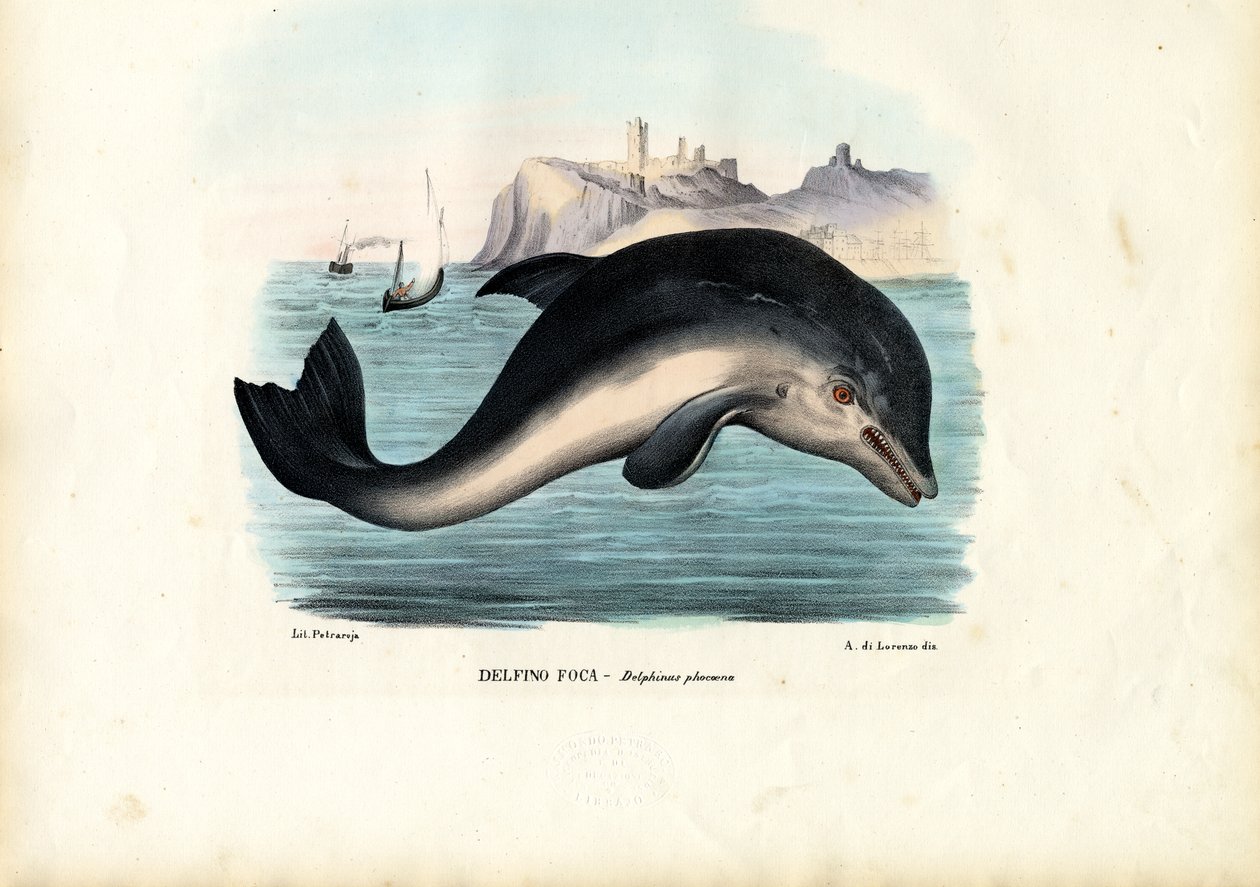 港湾海豚，1863-79 作者 雷蒙多·彼得罗亚