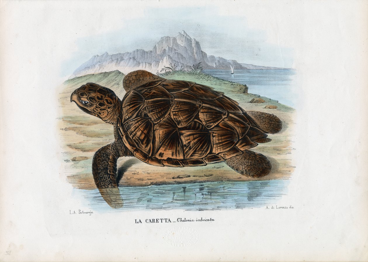 玳瑁海龟，1863-79 作者 雷蒙多·彼得罗亚