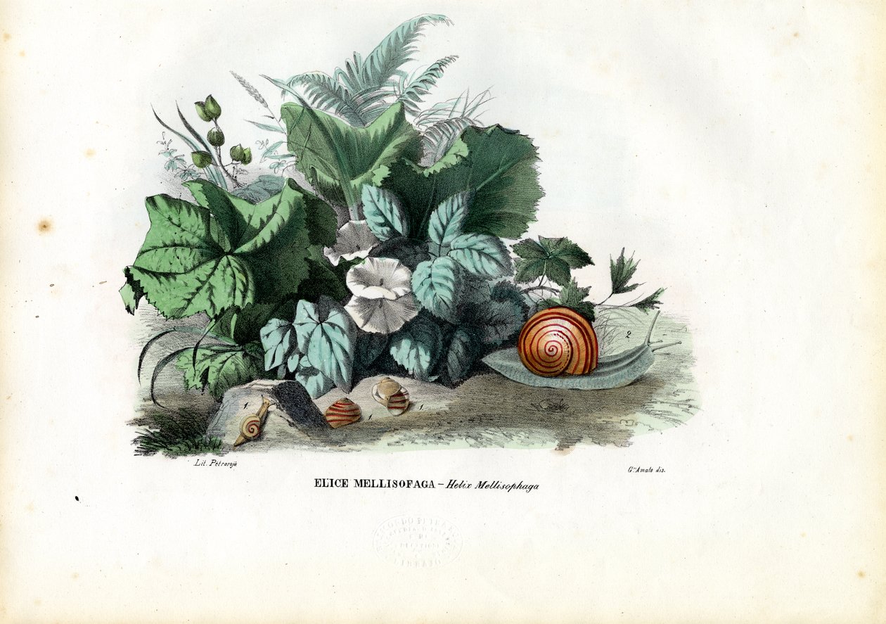 Helix蜗牛，1863-79 作者 雷蒙多·彼得罗亚