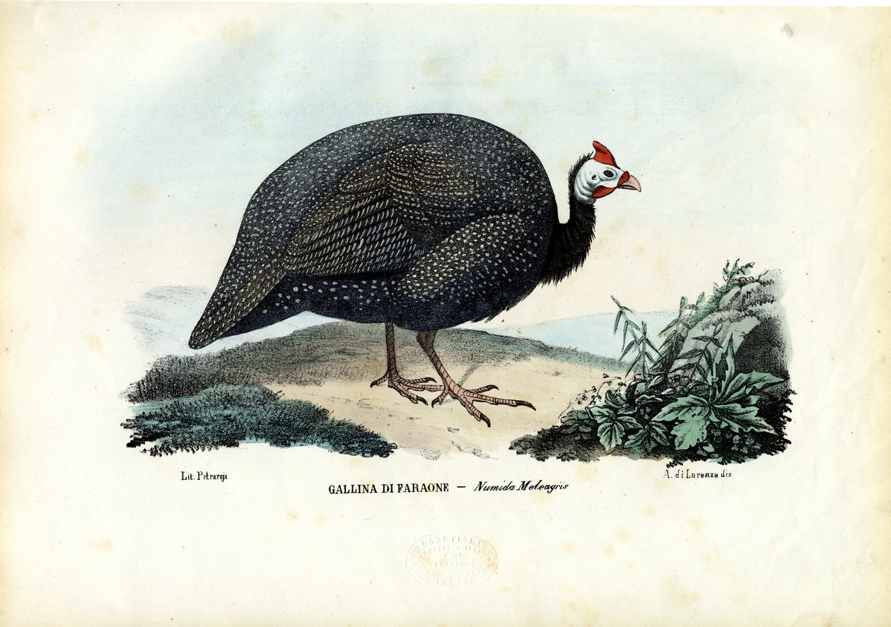 头盔Guineafowl，1863-79 作者 雷蒙多·彼得罗亚