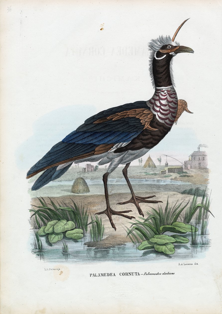 Horned Screamer，1863-79 作者 雷蒙多·彼得罗亚