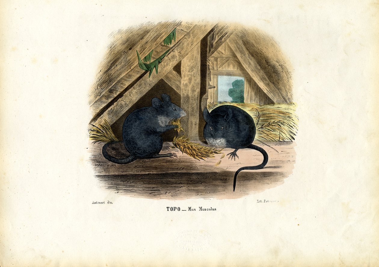 家鼠，1863-79 作者 雷蒙多·彼得罗亚