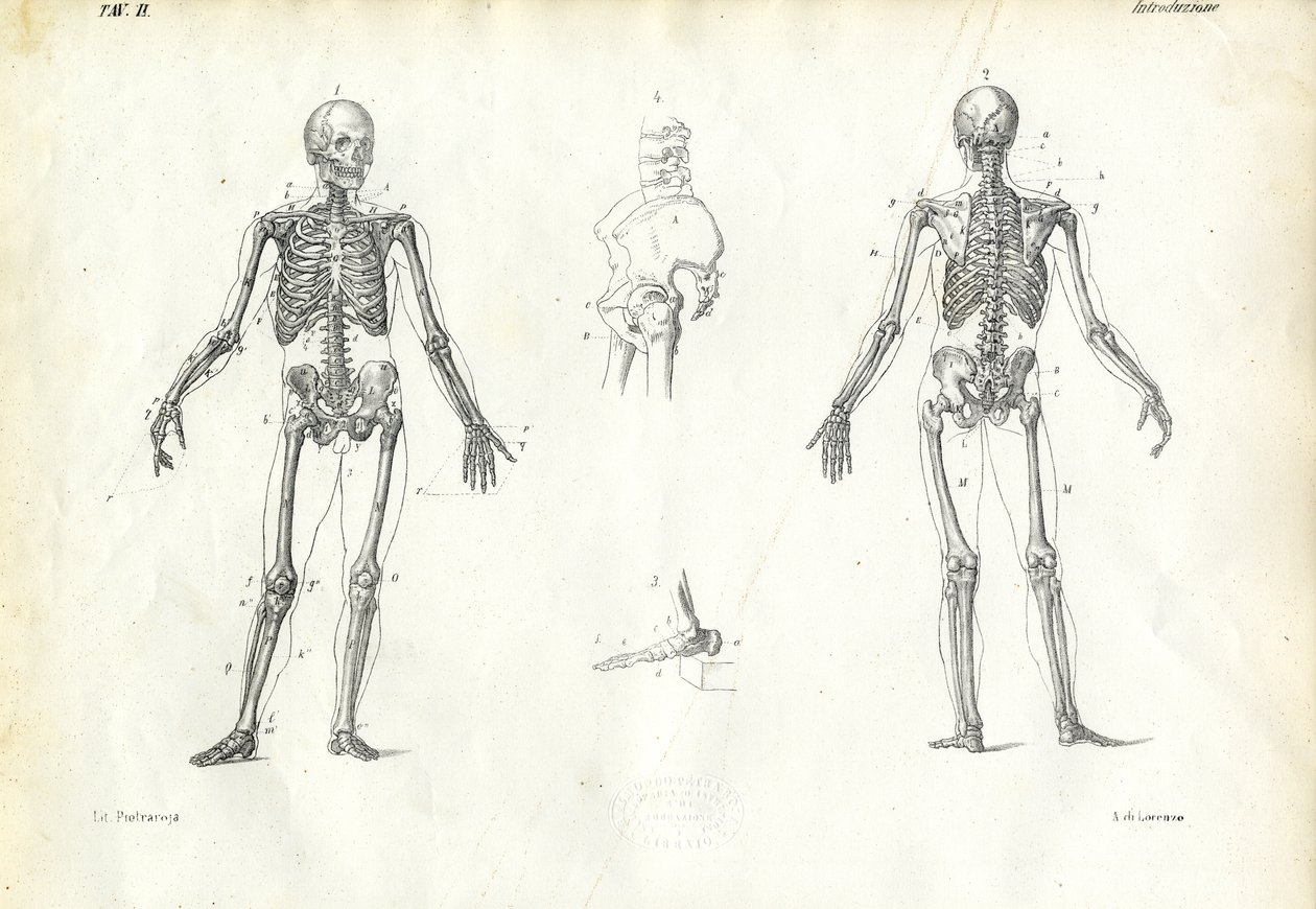 人类，1863-79 作者 雷蒙多·彼得罗亚