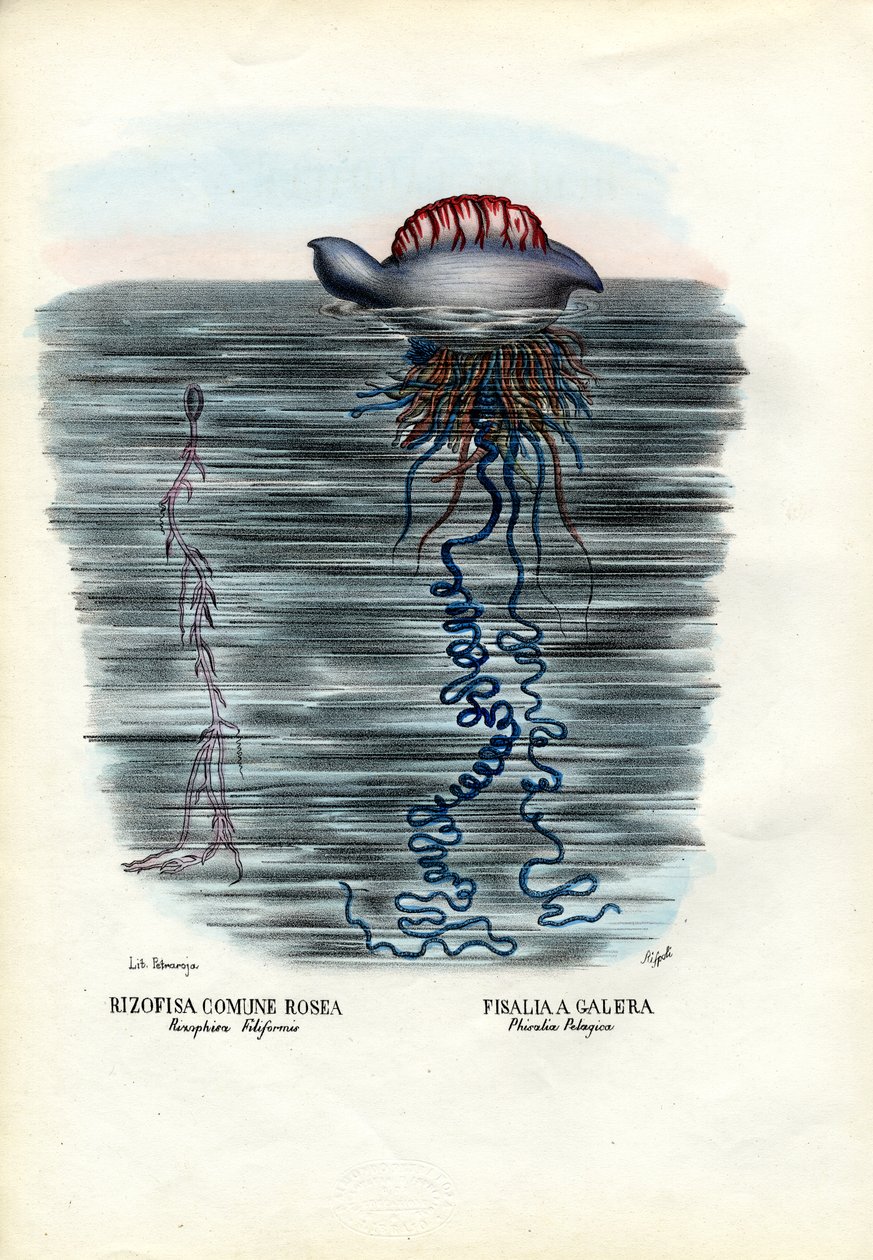 水母，1863-79 作者 雷蒙多·彼得罗亚