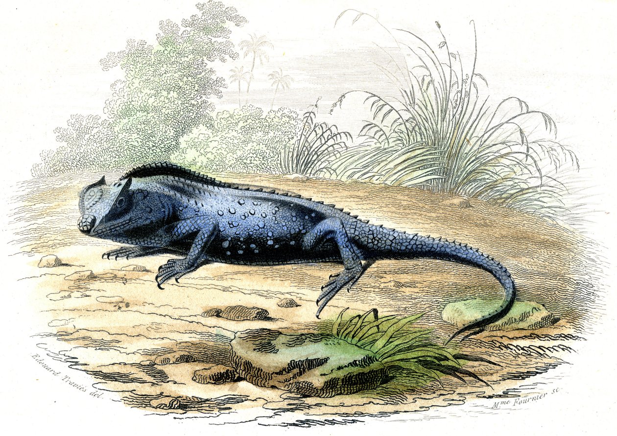 La head fourchue (Lyriocephalus margaritaceus) - 插图摘自 Bernard Germain de Lacepede（1856-1925 年）的《自然史》，巴黎 P.Furme 版 作者 雷蒙多·彼得罗亚