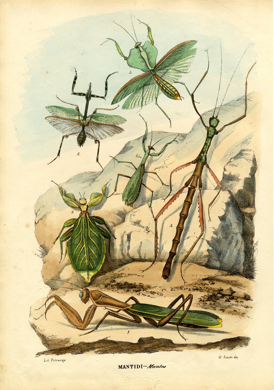 叶昆虫，1863-79 作者 雷蒙多·彼得罗亚