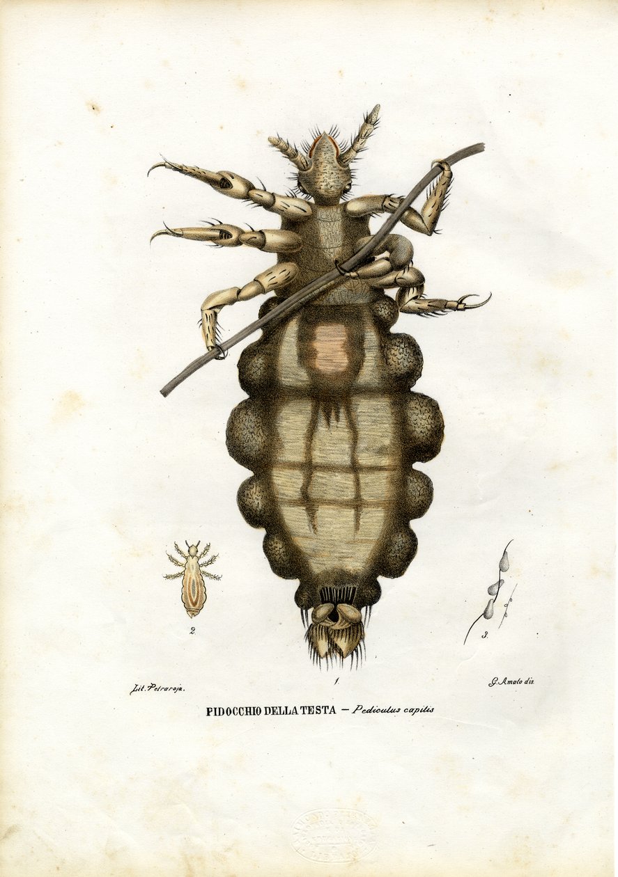 Louse，1863-79 作者 雷蒙多·彼得罗亚