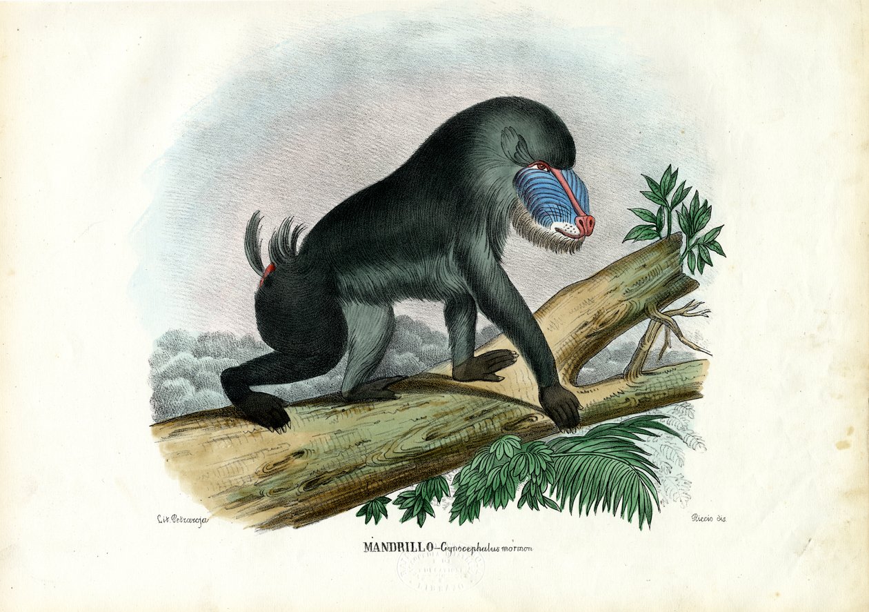 Mandrill，1863-79 作者 雷蒙多·彼得罗亚