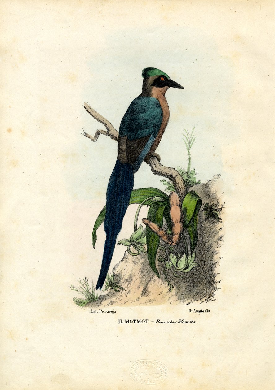 Motmot，1863-79 作者 雷蒙多·彼得罗亚