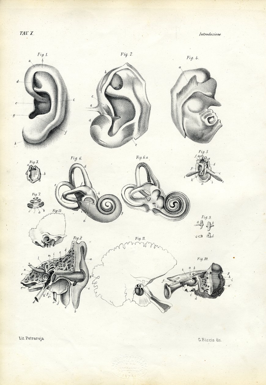 听觉器官，1863-79 作者 雷蒙多·彼得罗亚