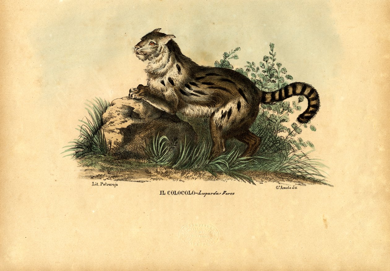 潘帕斯猫，1863-79 作者 雷蒙多·彼得罗亚