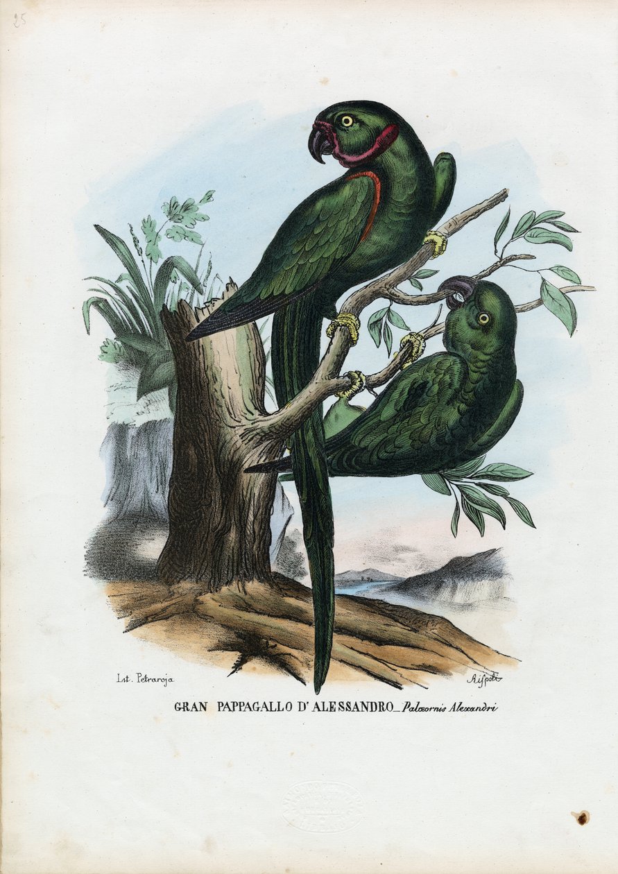 Rose-Ringed Parekeet，1863-79 作者 雷蒙多·彼得罗亚