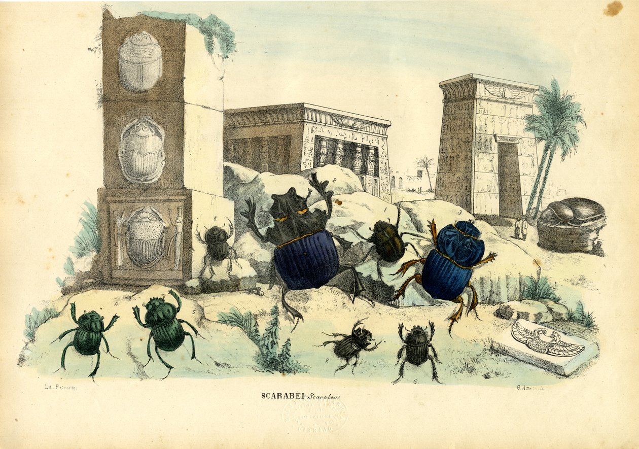 Scarab Beetles，1863-79 作者 雷蒙多·彼得罗亚