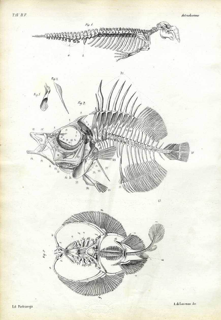 印章，1863-79 作者 雷蒙多·彼得罗亚