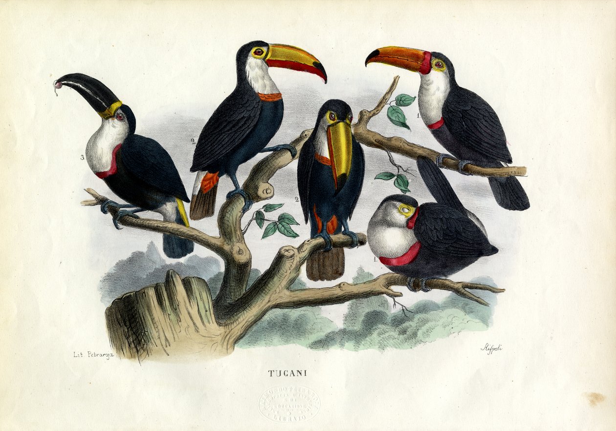 Tucans，1863-79 作者 雷蒙多·彼得罗亚
