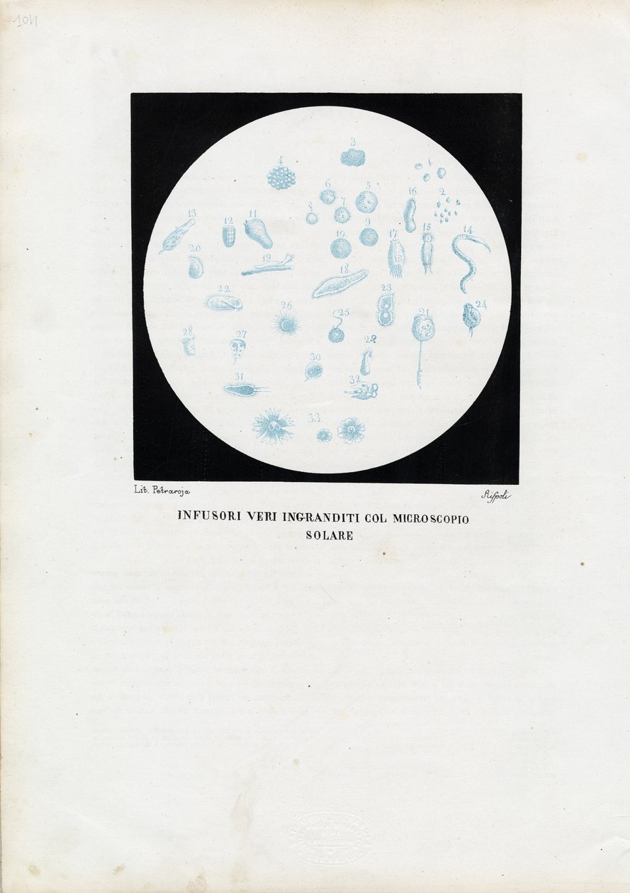 轮动物，1863-79 作者 雷蒙多·彼得罗亚