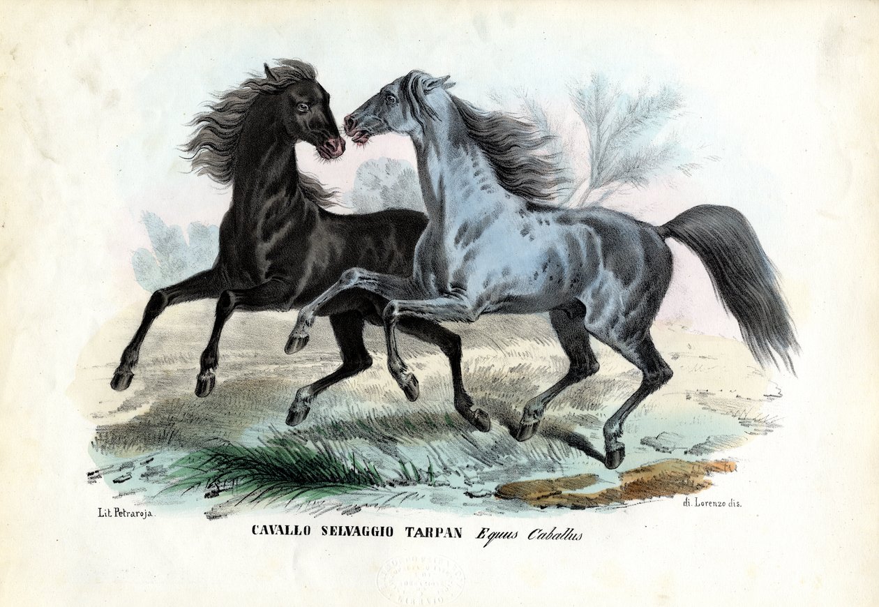 Wild Horses   1426533   zh       chinese Successfully Translated  Original: No. 2 Elevation of the Front of the first temple fronting the sea Translat: No. 2 Elevation of the Front of the first temple fronting the sea 1435900 zh chinese Successfully Transl 作者 雷蒙多·彼得罗亚