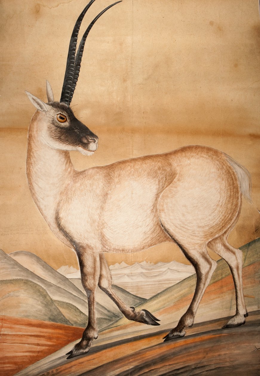 Chiru，1840 作者 拉吉·曼·辛格（Raj Man Singh）
