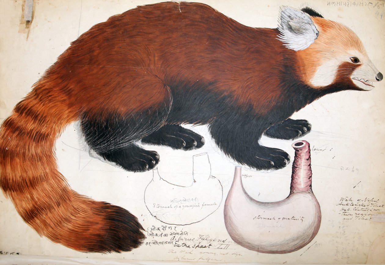Hodgson Manuscripts Red Panda，1831-47（wc，笔墨水和铅笔在纸上） 作者 拉吉·曼·辛格（Raj Man Singh）