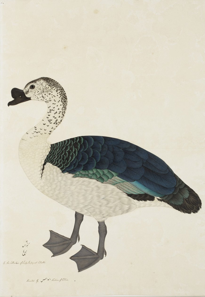 梳子德雷克（Sarkidiornis melanota），1780年（纸上不透明的wc） 作者 拉姆·达斯