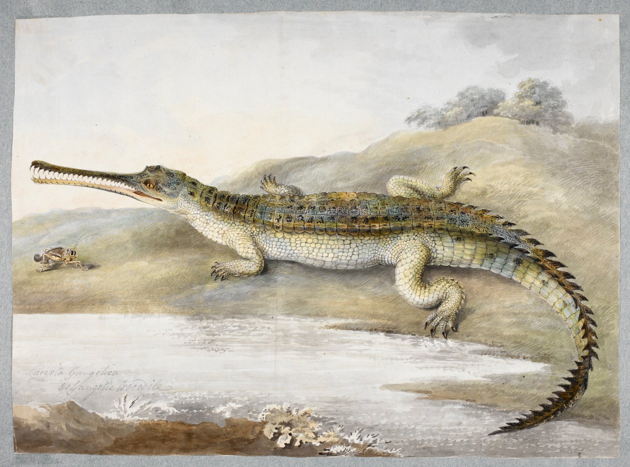 一只恒河鳄鱼与蚱蜢面对面，约 1820 年（纸面水彩画） 作者 拉姆·西塔
