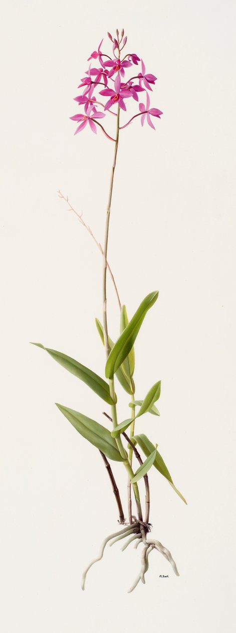 树皮草（纸面油画） 作者 雷蒙德·布斯