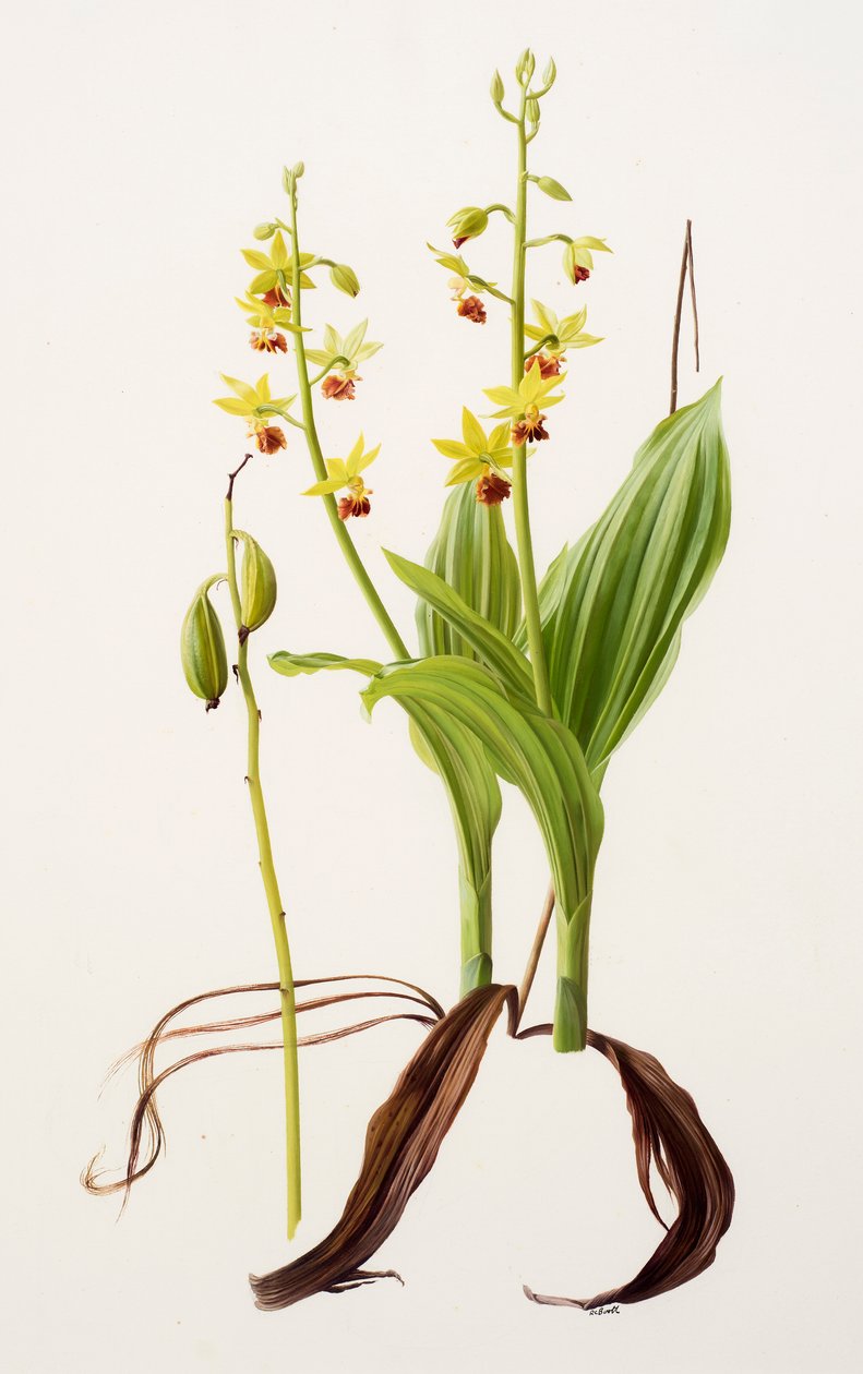Calanthe tricarinata（纸上油画） 作者 雷蒙德·布斯