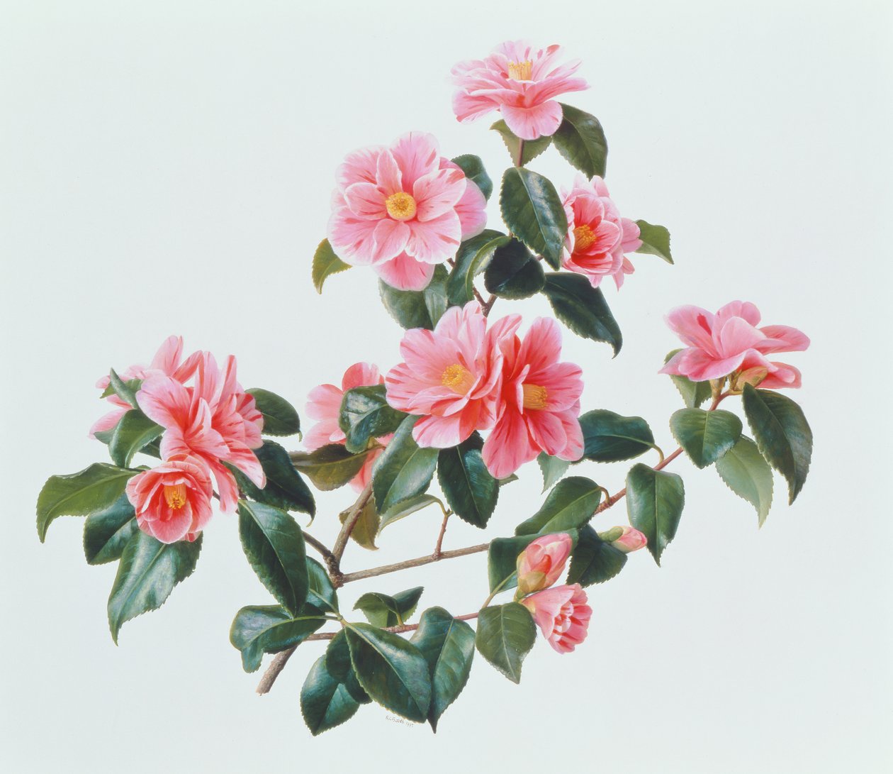 三色山茶 作者 雷蒙德·布斯