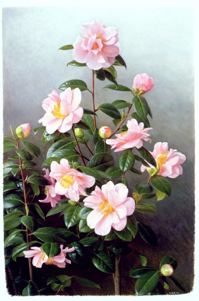 山茶花品种 作者 雷蒙德·布斯