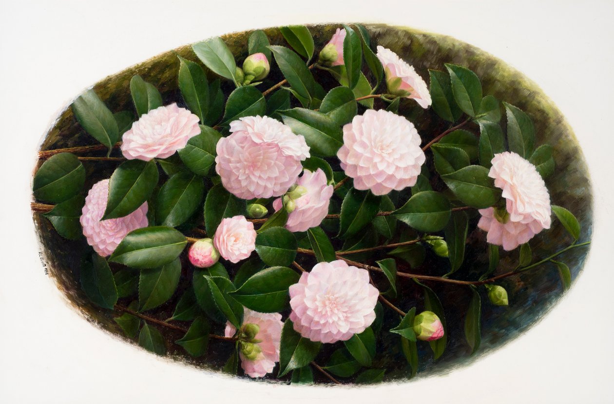 山茶花