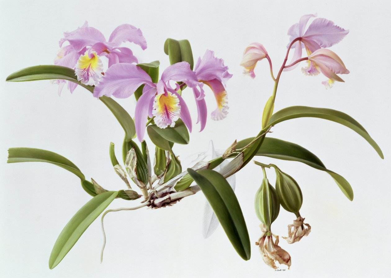 Cattleya Mossiae 作者 雷蒙德·布斯