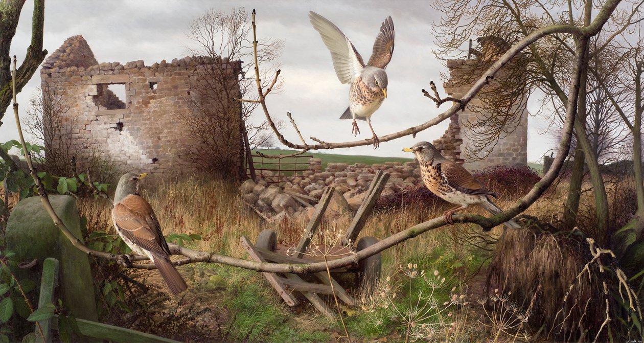 西约克郡埃卡普的 Fieldfares 作者 雷蒙德·布斯