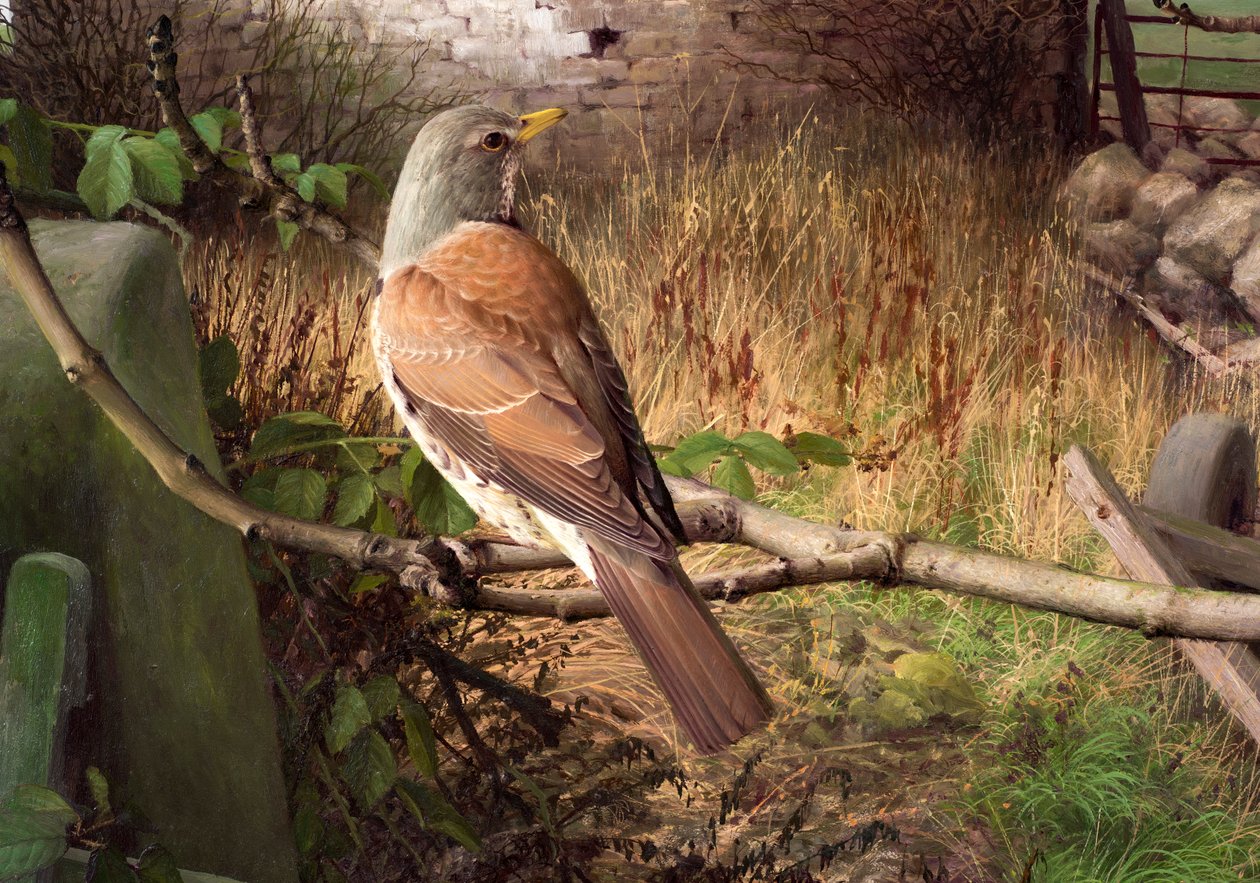 西约克郡埃卡普的 Fieldfares 作者 雷蒙德·布斯