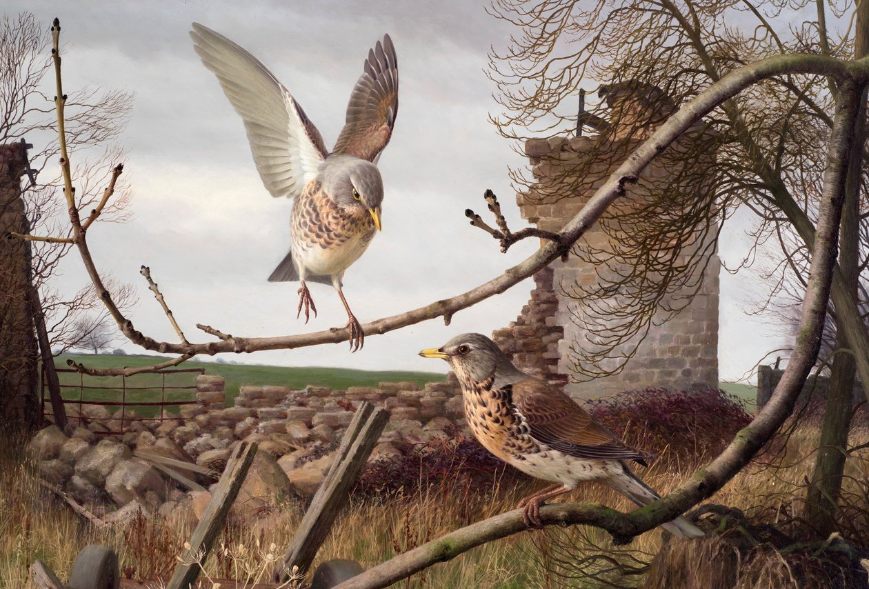 西约克郡埃卡普的 Fieldfares 作者 雷蒙德·布斯