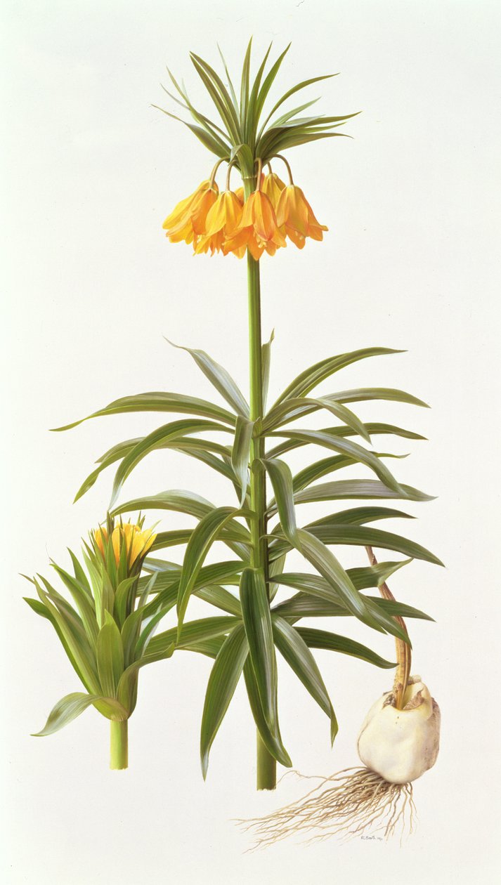 Fritillaria Eduardii 作者 雷蒙德·布斯