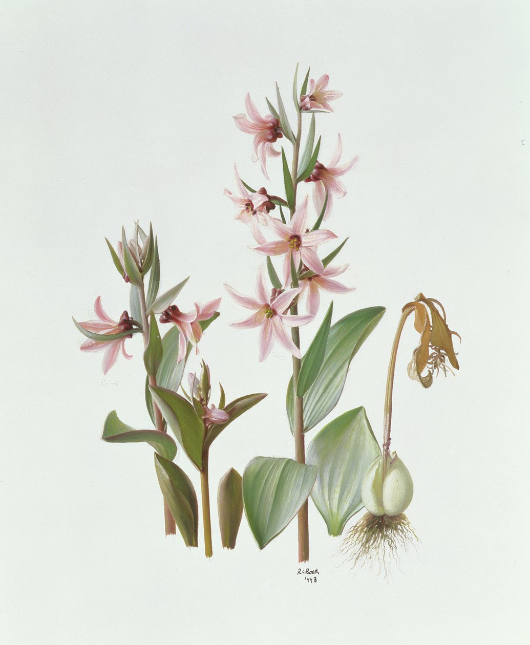Fritillaria Stenanthera 作者 雷蒙德·布斯
