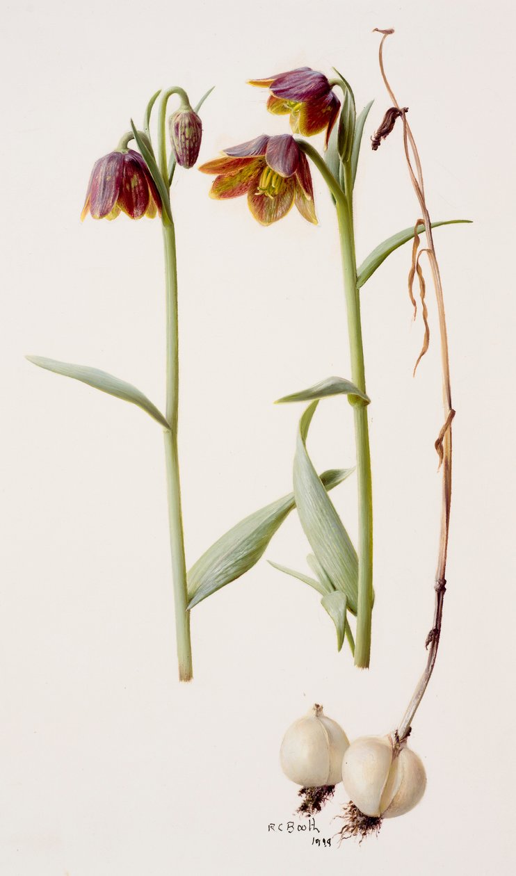 Fritillaria daviesii 作者 雷蒙德·布斯