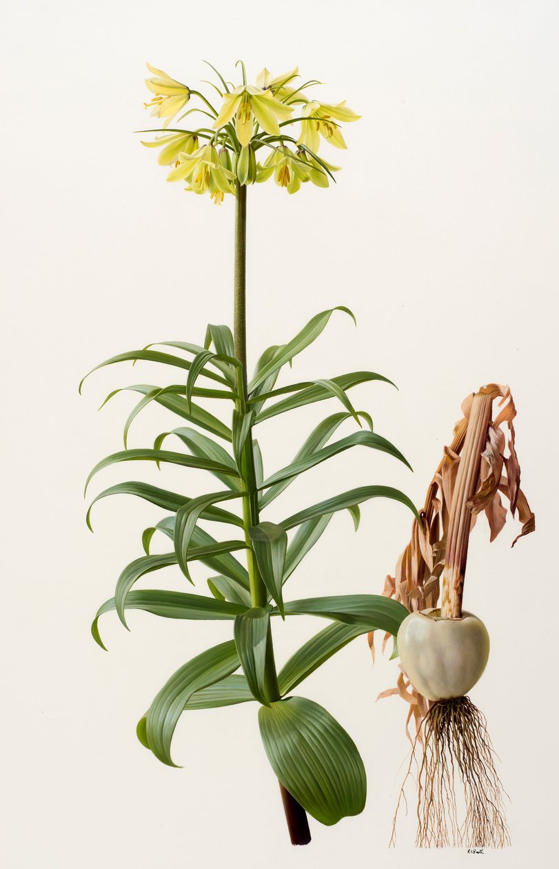 鱼腥草（木板油画） 作者 雷蒙德·布斯