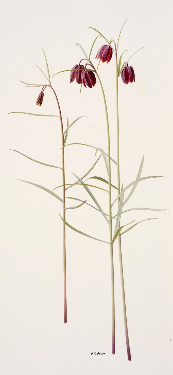 莔莔（纸上油画） 作者 雷蒙德·布斯