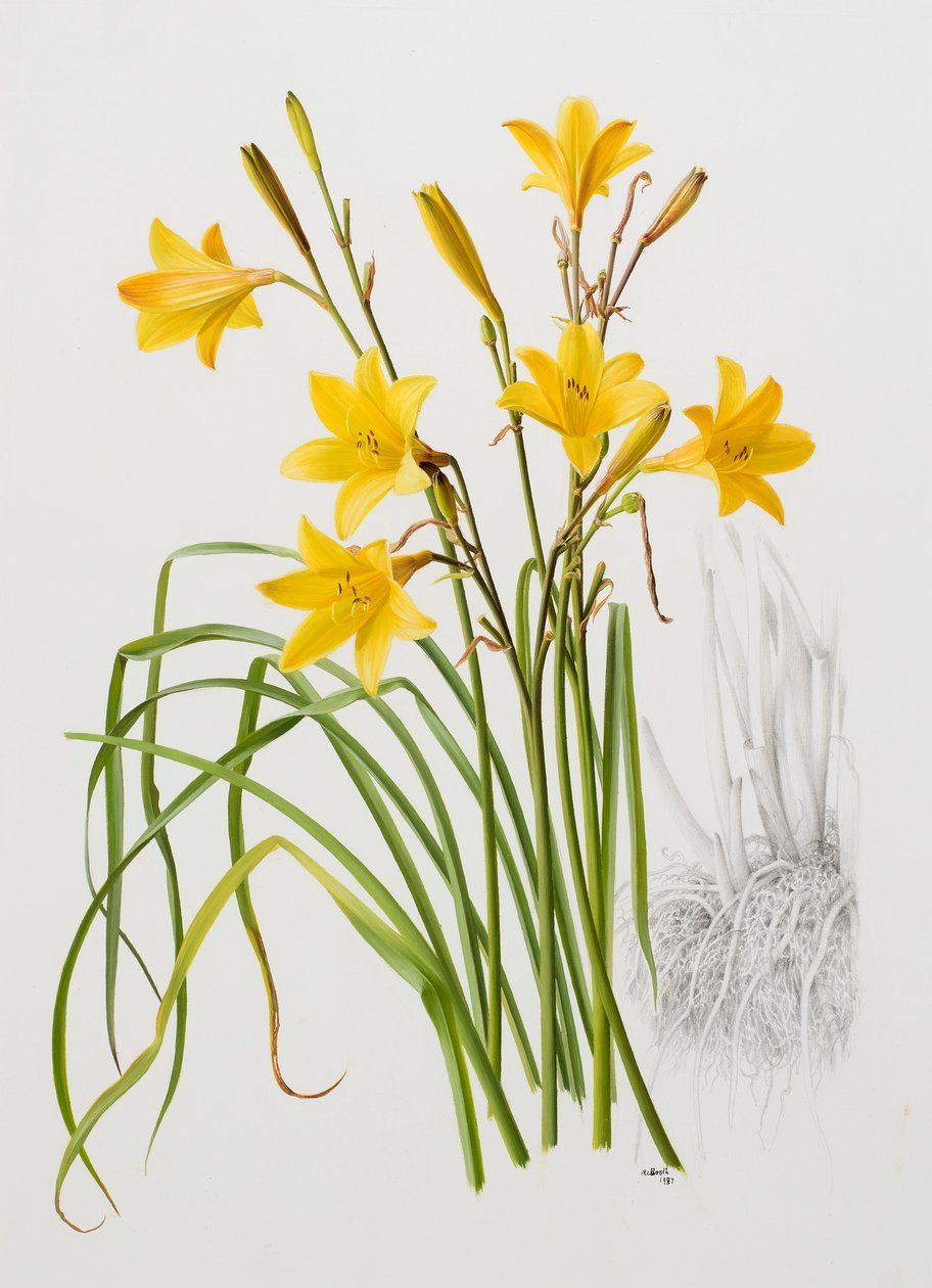 Hemerocallis dumortieri 作者 雷蒙德·布斯