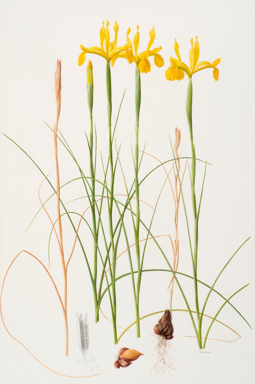 鸢尾花，2002 年（纸上油画） 作者 雷蒙德·布斯
