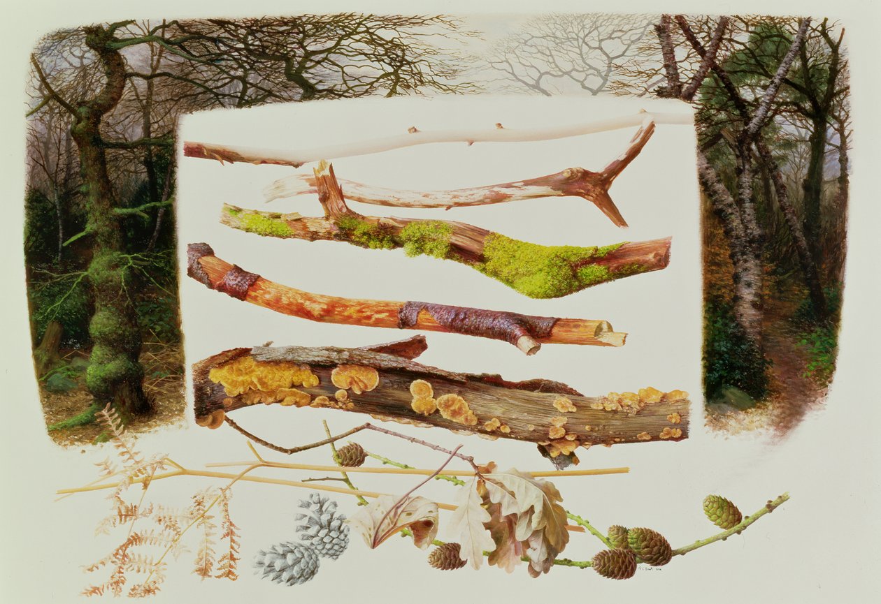 来自冬季林地的物品，2000 年（纸面油画） 作者 雷蒙德·布斯