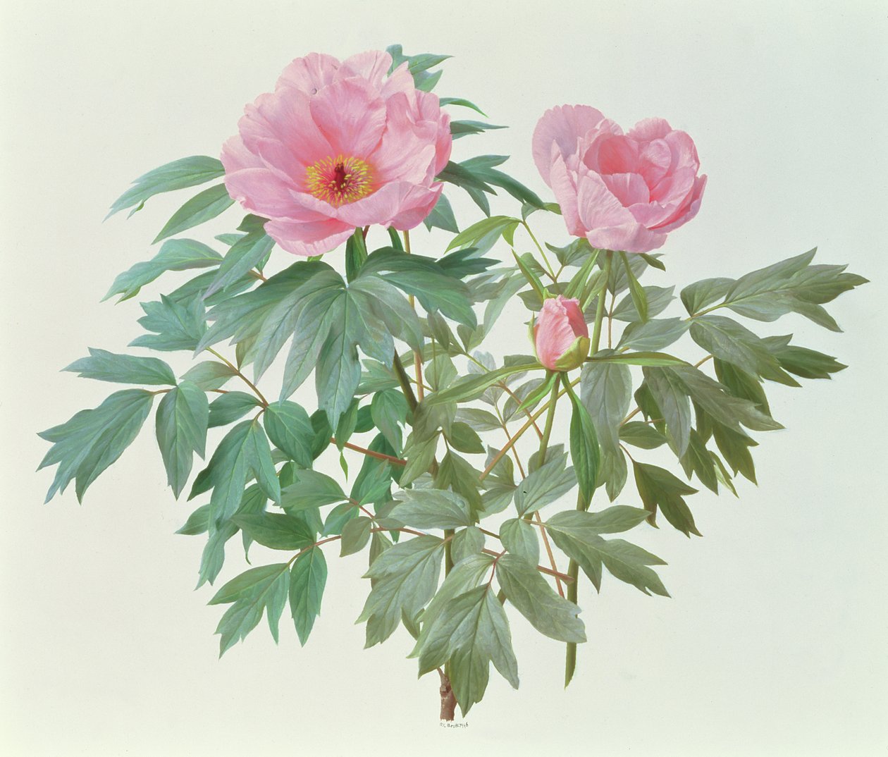 芍药 作者 雷蒙德·布斯