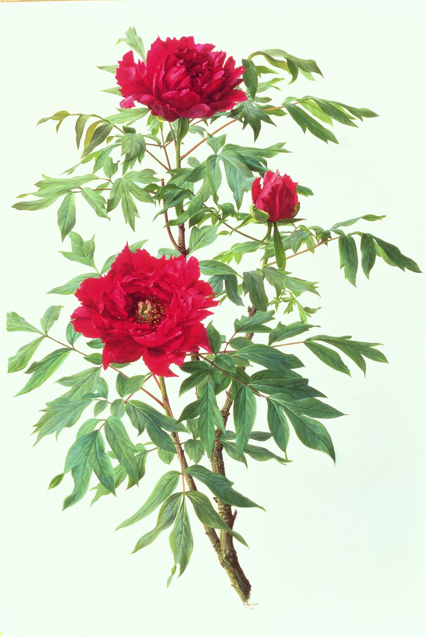 芍药 作者 雷蒙德·布斯